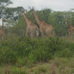 2BB48C7F-5D50-4DBB-B079-A78CEF65993B