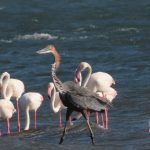 D631BEE3-40B9-4590-A4D6-4C927BB17546